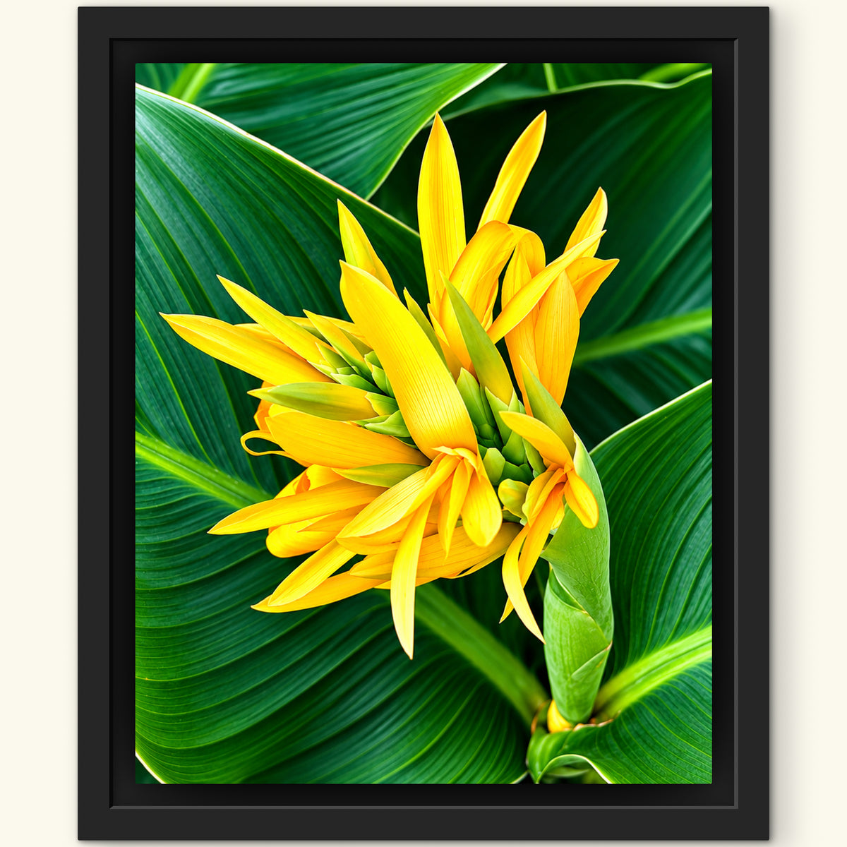 Golden Tropical Bloom -fine premium art print