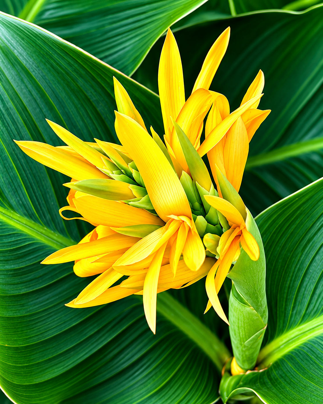 Fine Art Prints by Mary Devine
